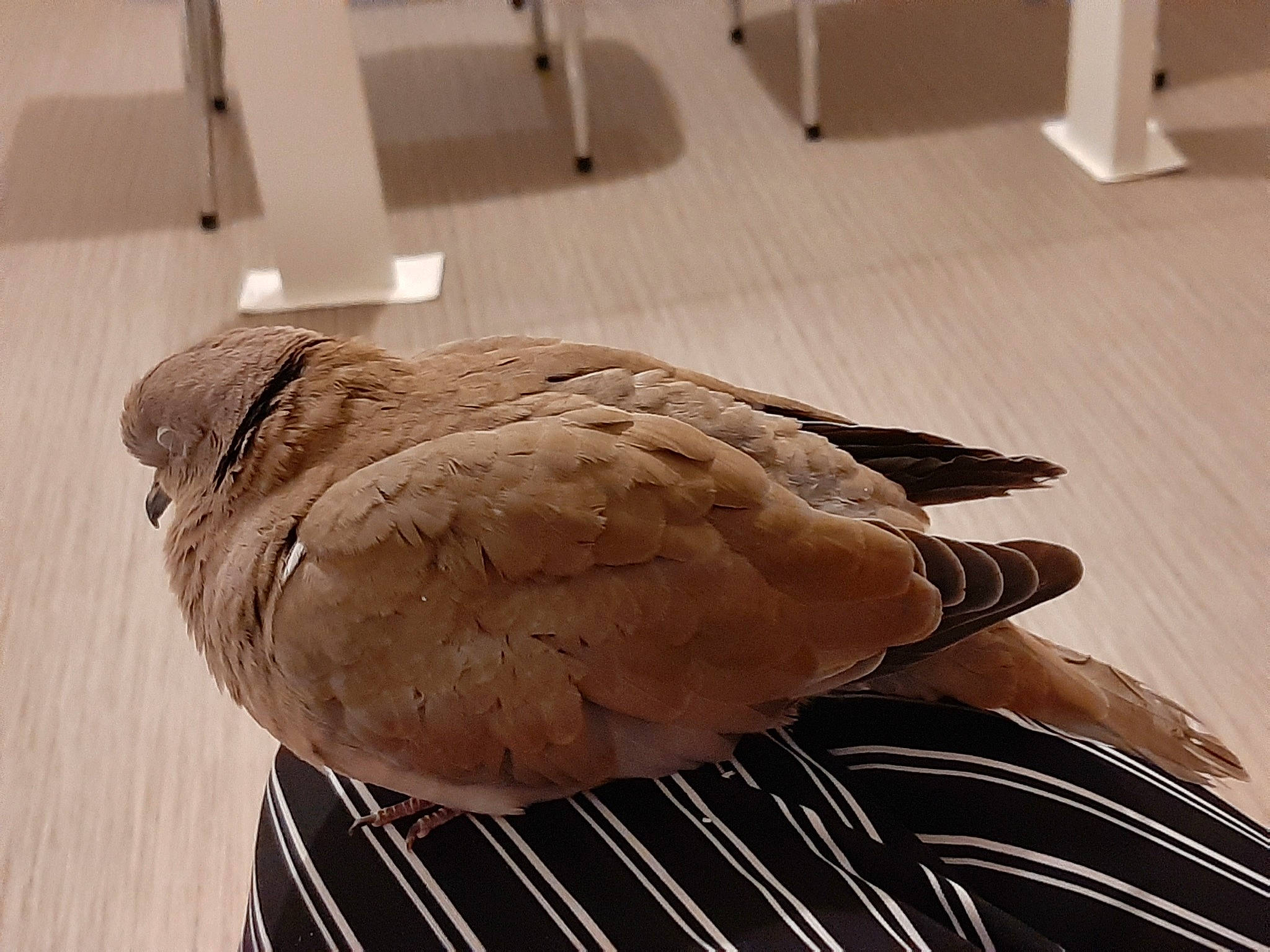 Palma participe au concours pour gagner de l'argent avec cette photo : beige, bird, feather, pigeons_and_doves