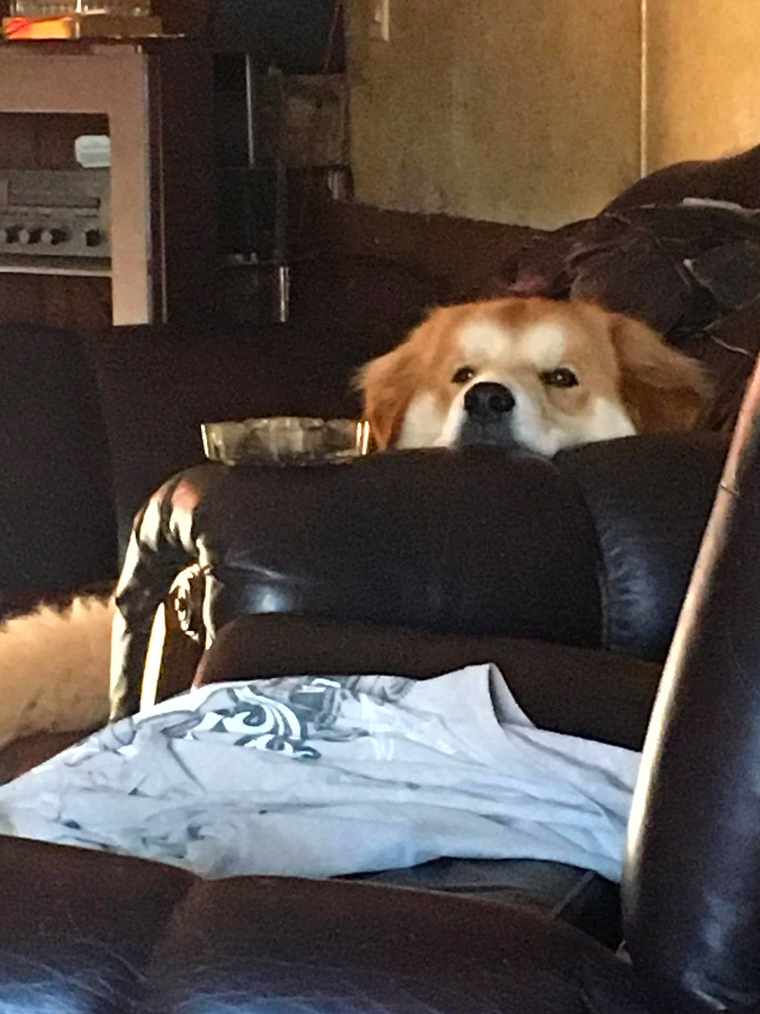 Chubby joined the competition — help win amazing prizes! ball, canidae, carnivore, chair, cloud, comfort, companion_dog, couch, dog, dog_breed, dog_supply, fawn, floor, flooring, fur, living_room, mammal, snout, sporting_group, tints_and_shades