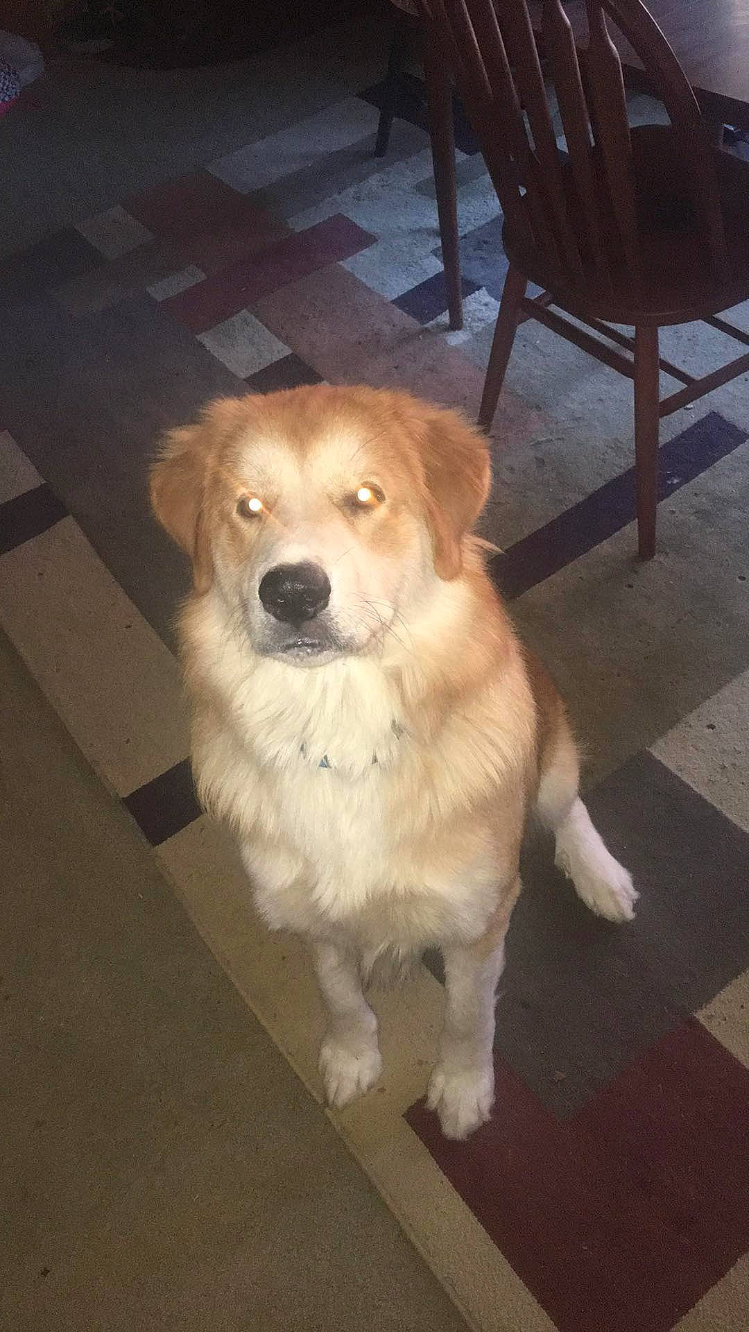 Chubby is registered to the contest to win money with this photo: canidae, carnivore, chair, companion_dog, dog, dog_breed, fawn, floor, flooring, fur, hardwood, small_greek_domestic_dog, snout, sporting_group, tail, terrestrial_animal, whiskers, wood, working_animal, working_dog