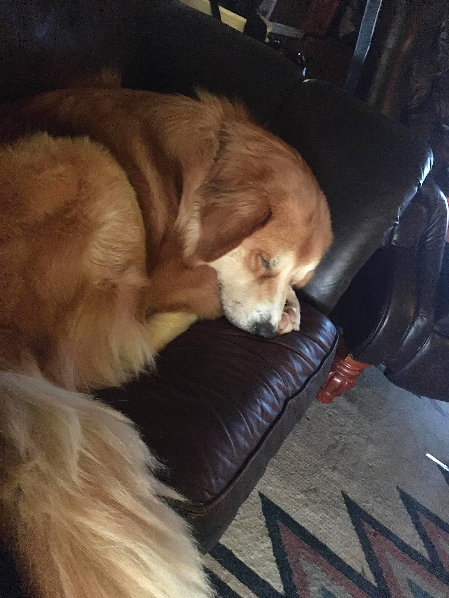 Chubby is registered to the contest to win money with this photo: canidae, carnivore, chair, comfort, companion_dog, dog, dog_breed, fawn, flooring, fur, human_leg, liver, nap, paw, pet_supply, retriever, snout, sporting_group, tail, whiskers