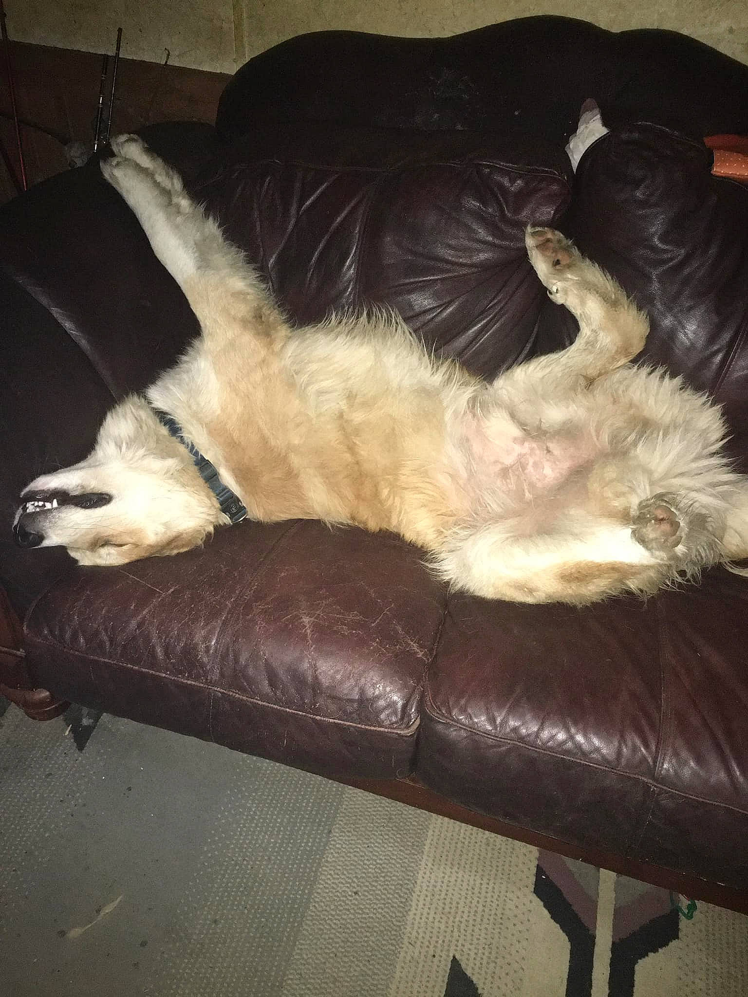 Chubby is registered to the contest to win money with this photo: canidae, carnivore, claw, cloud, comfort, companion_dog, couch, dog, dog_breed, fawn, felidae, fur, human_leg, nap, paw, small_to_medium_sized_cats, sporting_group, tail, tints_and_shades, whiskers