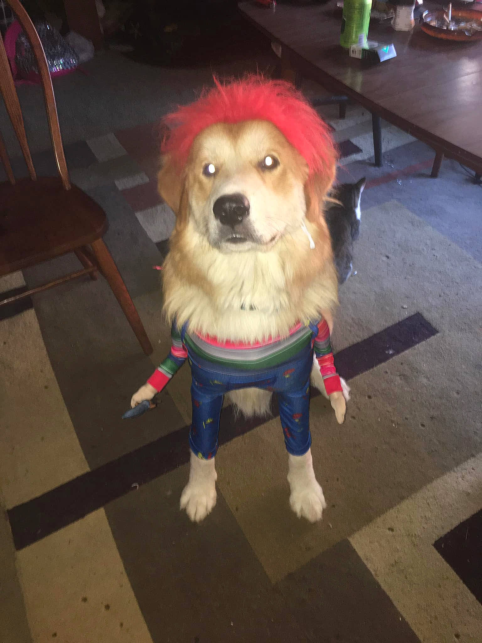 Chubby is registered to the contest to win money with this photo: canidae, carnivore, chair, collar, companion_dog, costume, dog, dog_breed, dog_clothes, dog_supply, fashion_accessory, fawn, floor, flooring, fur, leash, snout, sporting_group, tail, toy_dog