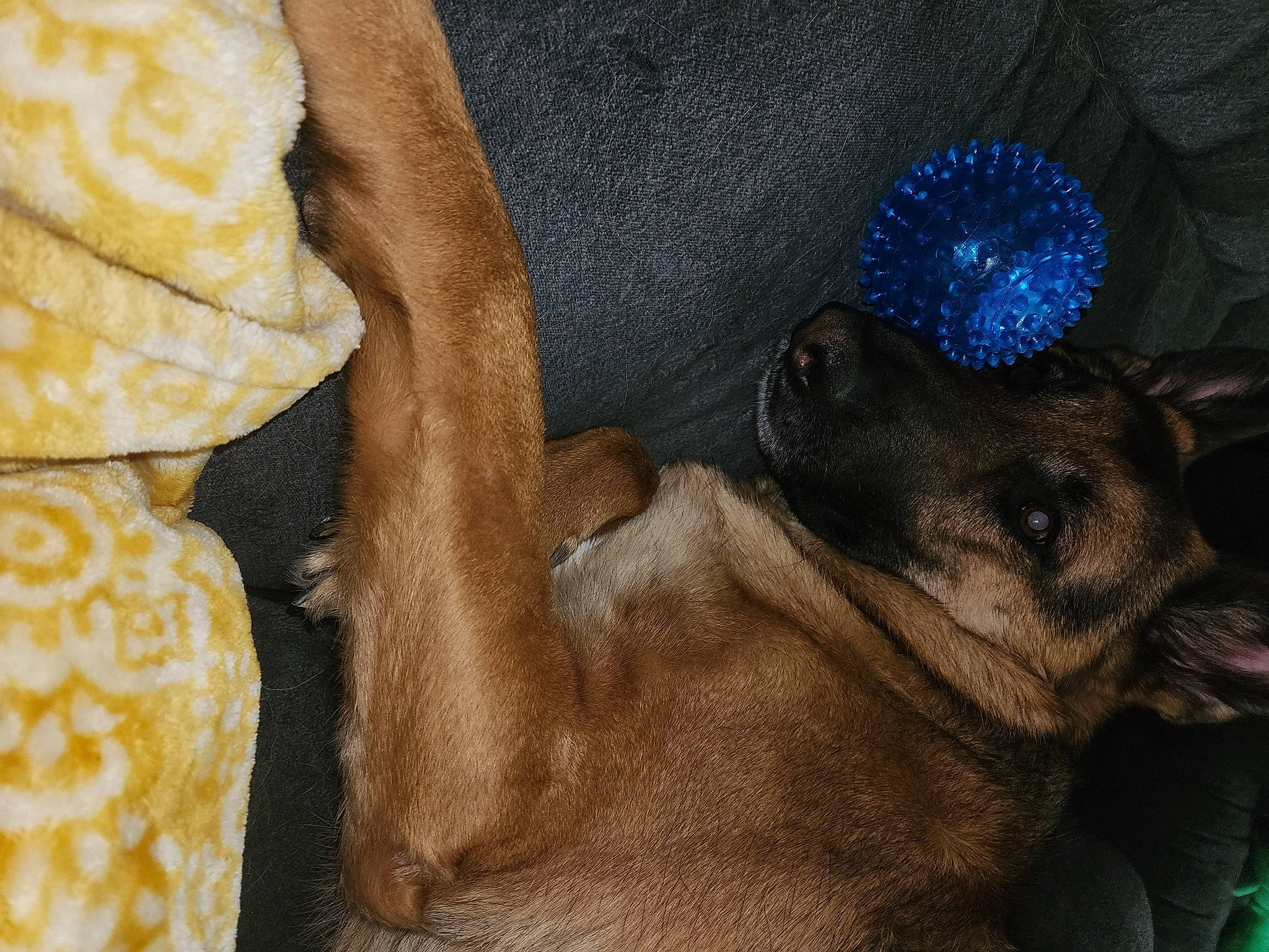 Moose joined the competition — help win amazing prizes! canidae, carnivore, close_up, comfort, companion_dog, dog, dog_breed, electric_blue, fawn, fur, guard_dog, linens, paw, peach, snout, sporting_group, terrestrial_animal, toy_dog, whiskers, working_animal