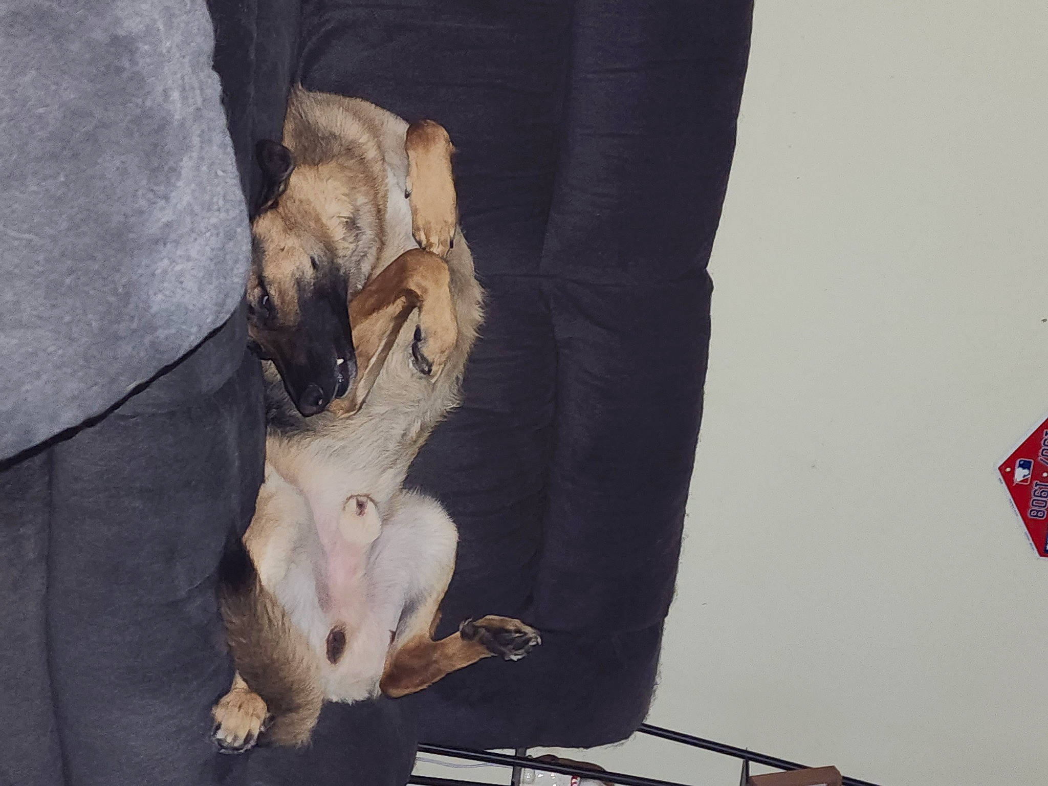 Moose is registered to the contest to win money with this photo: canidae, carnivore, claw, companion_dog, dog, dog_breed, fawn, foot, fur, gesture, human_leg, knee, paw, snout, sporting_group, tail, toy_dog, traffic_sign, working_animal, wrist