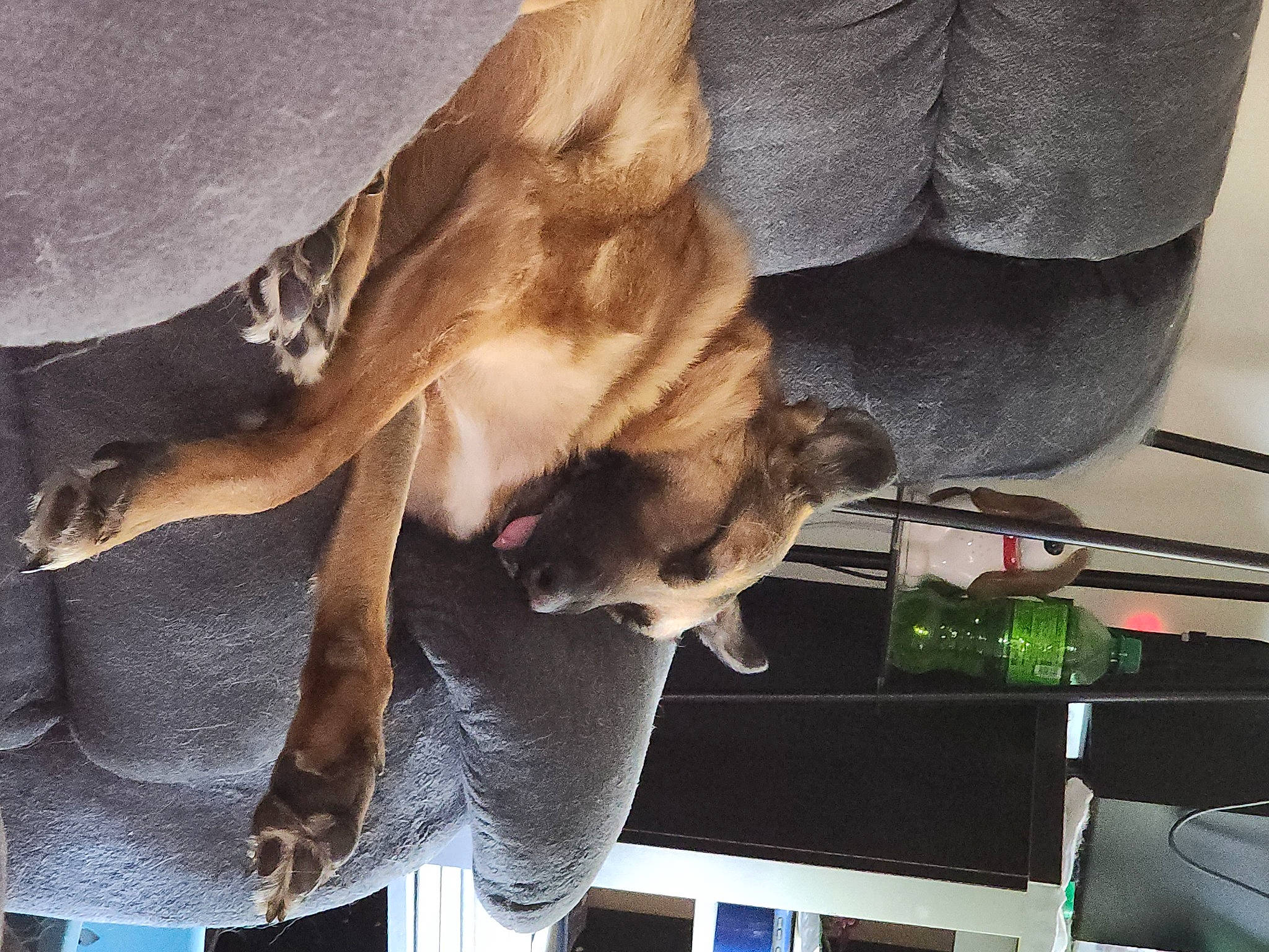 Moose joined the competition — help win amazing prizes! bottle, canidae, carnivore, claw, comfort, companion_dog, dog, dog_breed, fawn, felidae, fur, human_leg, nap, paw, room, small_to_medium_sized_cats, sporting_group, tail