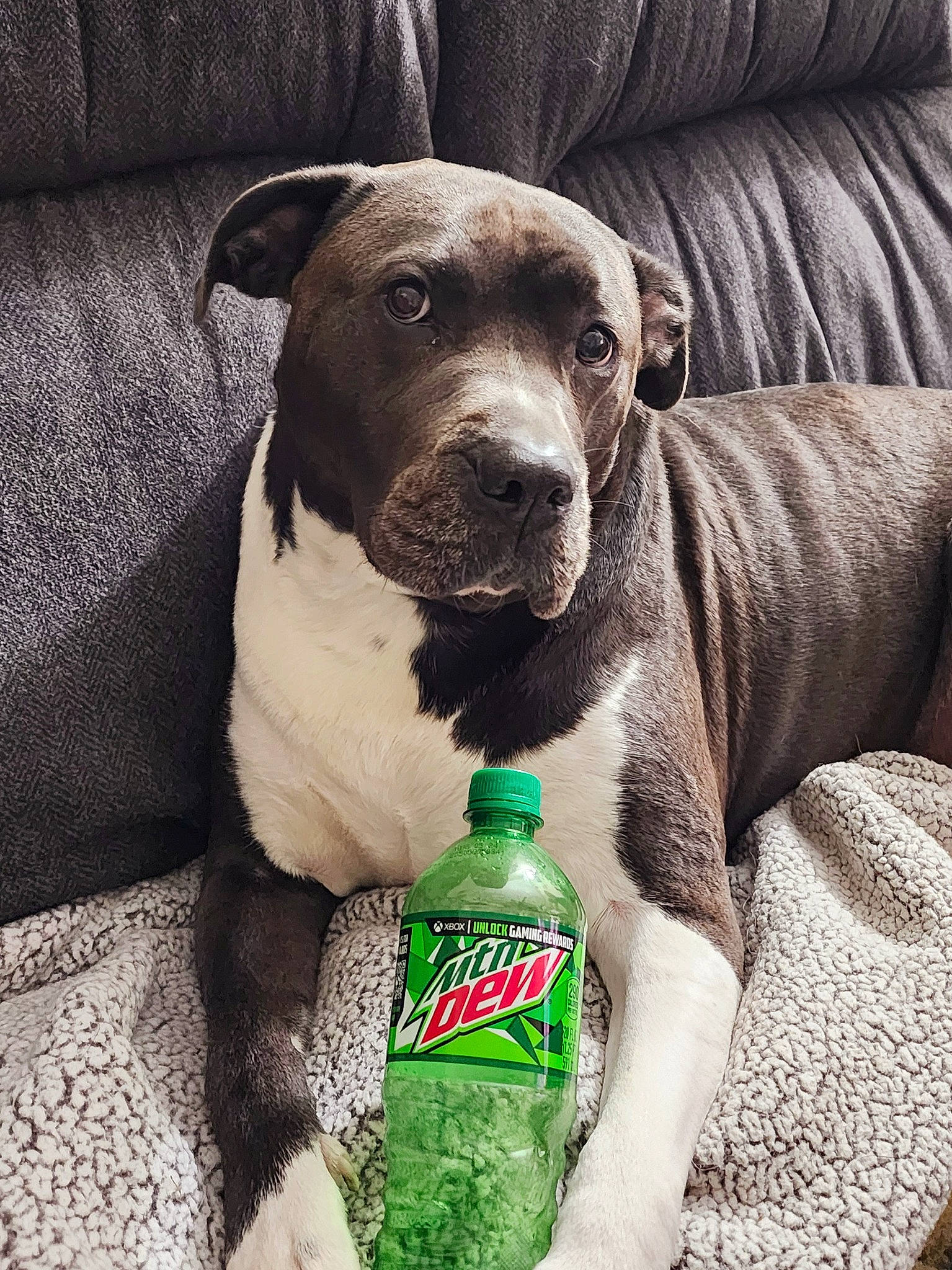 Wrigley joined the competition — help win amazing prizes! beverage_can, bottle, carbonated_soft_drinks, carnivore, collar, comfort, companion_dog, dog, dog_breed, dog_supply, fawn, fluid, green, liquid, pet_supply, plastic_bottle, snout, tin_can, whiskers, working_animal