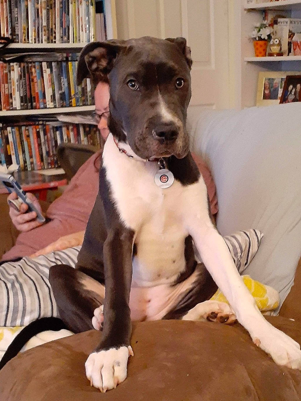 Wrigley joined the competition — help win amazing prizes! book, bookcase, canidae, carnivore, collar, comfort, companion_dog, couch, dog, dog_breed, dog_collar, fawn, pet_supply, publication, shelf, shelving, snout, sporting_group, whiskers, working_animal