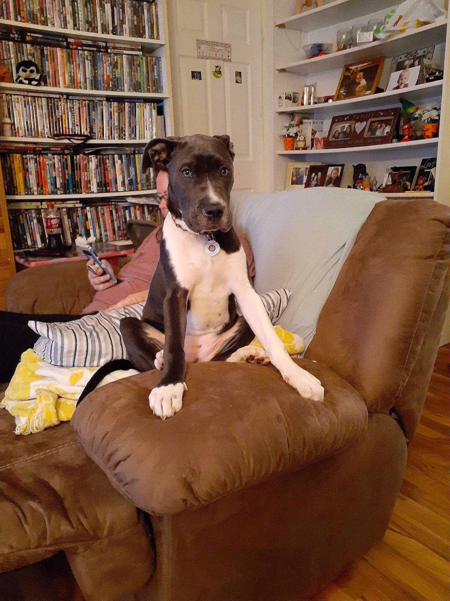 Wrigley is registered to the contest to win money with this photo: bookcase, carnivore, comfort, companion_dog, couch, dog, dog_breed, fawn, floor, flooring, furniture, hardwood, interior_design, living_room, picture_frame, publication, shelf, shelving, studio_couch, working_animal