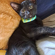 Shadow joined the competition — help win amazing prizes! black_cat, kitten, collar, orange_fur, fuzzy_texture, fabric, relaxed, indoor, pet, animal, cute, whiskers, ears, eyes, resting, close_up, soft_light, young_cat, lying_down, domestic_cat