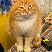 Walter joined the competition — help win amazing prizes! cat, orange_cat, white_fur, striped_tablecloth, indoor, pet, feline, fluffy, sitting, closeup, domestic_animal, cozy, blanket, table, fur, whiskers, ears, tail, cute, animal