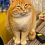 cat, orange_cat, white_fur, striped_tablecloth, indoor, pet, feline, fluffy, sitting, closeup, domestic_animal, cozy, blanket, table, fur, whiskers, ears, tail, cute, animal