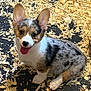 dog, puppy, corgi, tricolor, ears, tongue, wood_shavings, floor, pet, animal, cute, sitting, playful, indoor, fur, canine, young, looking_up, happy, adorable