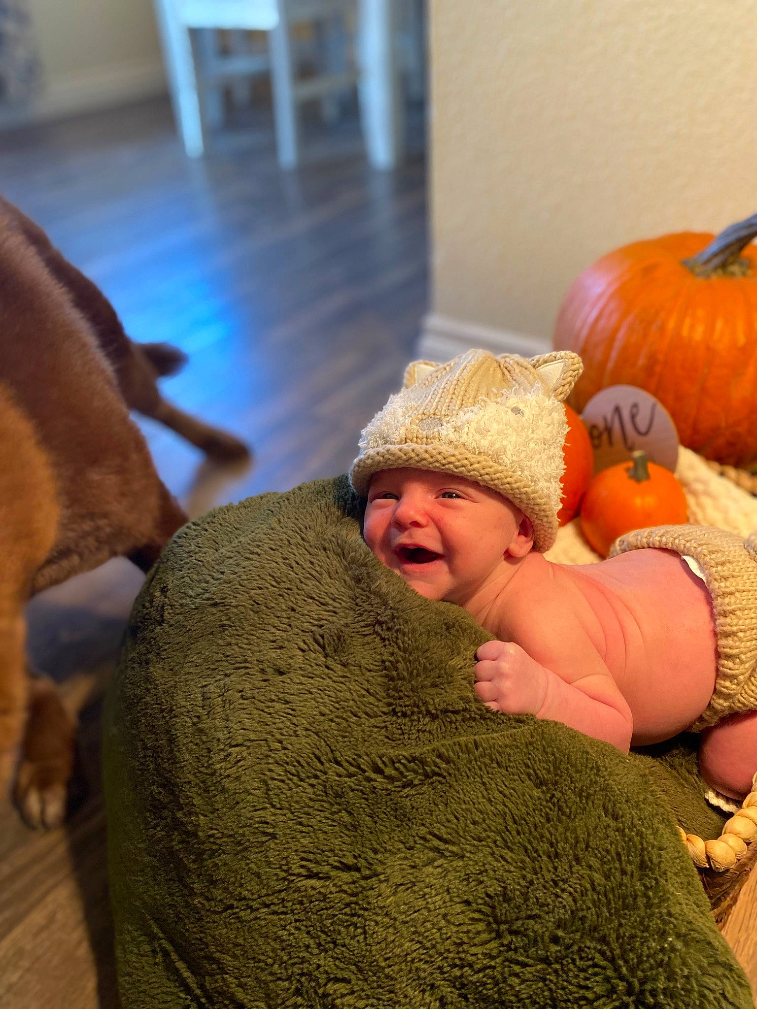 Judah joined the competition — help win amazing prizes! baby, calabaza, cap, child, comfort, companion_dog, cucurbita, flooring, gourd, grass, hat, headwear, liver, natural_foods, person, pumpkin, squash, toddler, vegetable, winter_squash