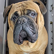 Mojo joined the competition — help win amazing prizes! animal, black_nose, brown_fur, bulldog, canine, close_up, companion, dog, domestic_animal, ears, expression, face, furry, indoor, looking, mammal, pet, portrait, standing, wrinkles