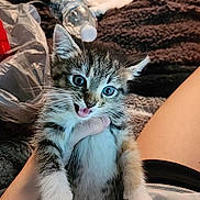 Snickerdoodle is registered to the contest to win money with this photo: bed, blanket, blue_eyes, cat, fur, gaming_chair, hand, human_leg, indoor, kitten, paw, pillow, plastic_bottle, playful, plush_toy, tabby_cat, tshirt, water_bottle, whiskers, white_cat