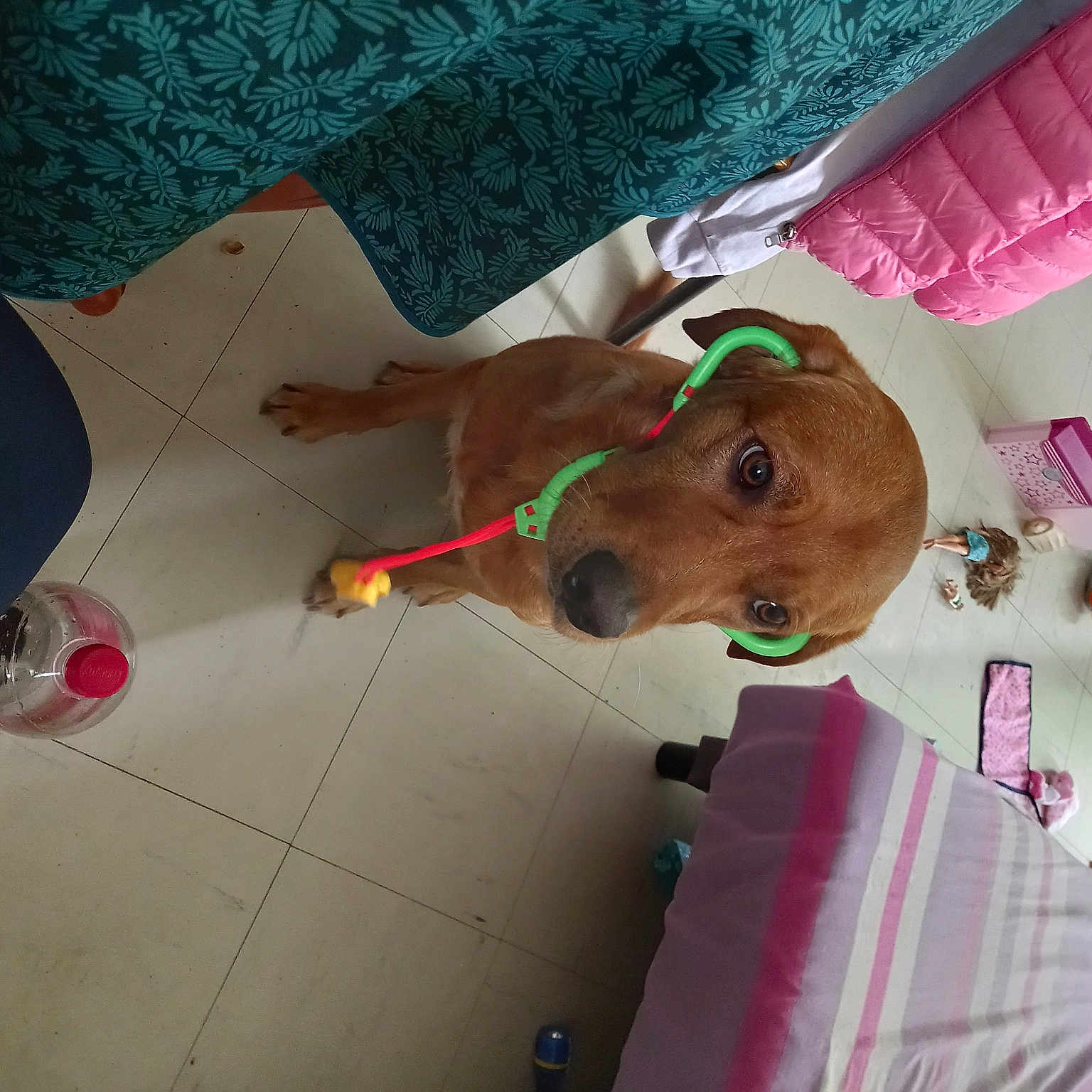 Pistache participe au concours pour gagner de l'argent avec cette photo : brown, canidae, carnivore, collar, companion_dog, dog, dog_breed, dog_clothes, dog_supply, fashion_accessory, fawn, flooring, fun, leash, liver, party_supply, pet_supply, toy, visual_arts, working_animal