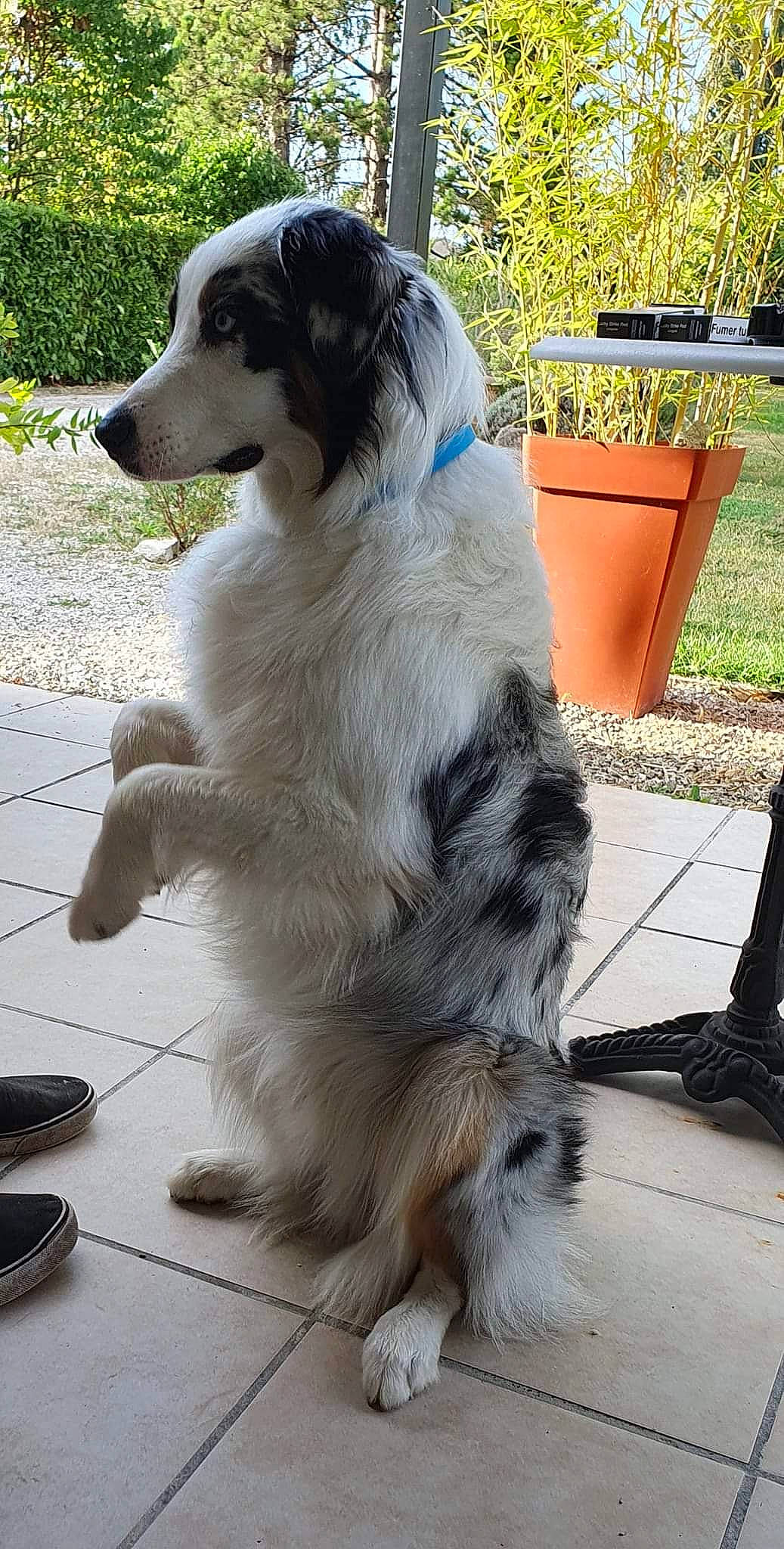 Tiamo a rejoint le concours — aidez-le/la à gagner de superbes lots ! canidae, carnivore, companion_dog, dog, dog_breed, flowerpot, fur, gun_dog, herding_dog, houseplant, plant, snout, sporting_group, tail, terrestrial_animal, working_animal, working_dog