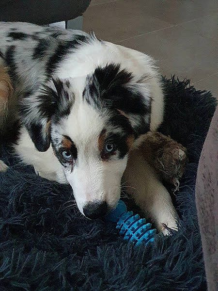 Tiamo participe au concours pour gagner de l'argent avec cette photo : canidae, carnivore, companion_dog, dog, dog_breed, fur, herding_dog, puppy, snout, sporting_group, terrestrial_animal, whiskers, working_dog