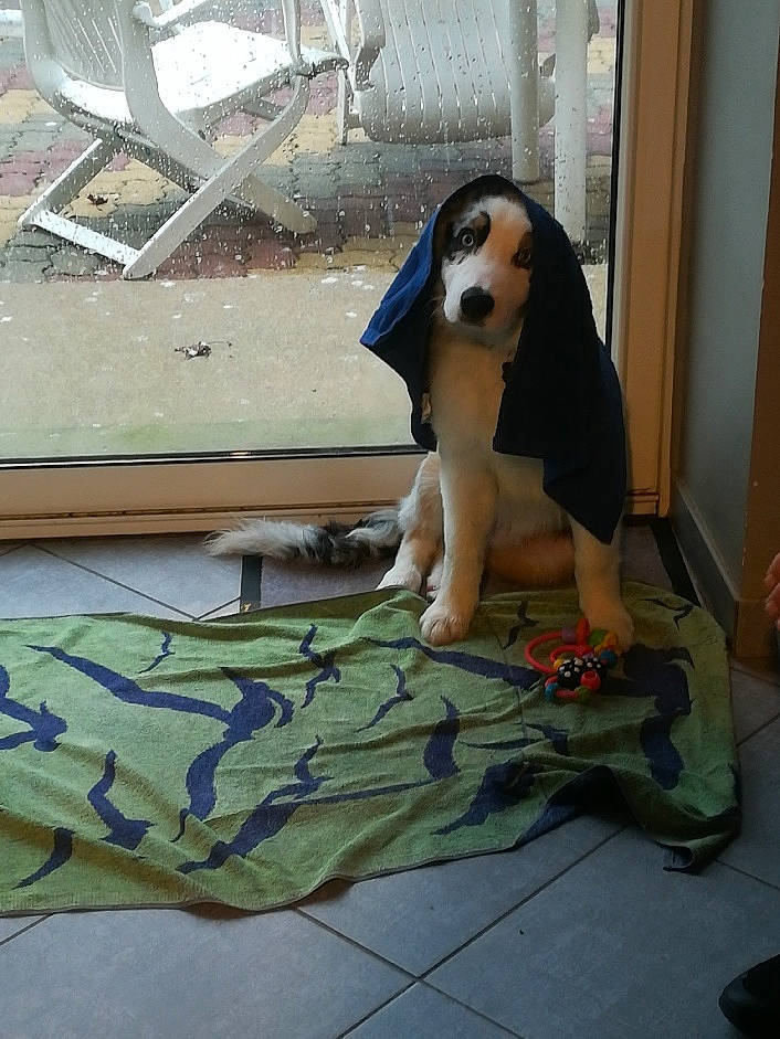 Tiamo participe au concours pour gagner de l'argent avec cette photo : animation, canidae, carnivore, companion_dog, costume, dog, dog_breed, fawn, flooring, fur, leisure, linens, plush, snout, sporting_group, stuffed_toy, tail, toy, wood, working_animal