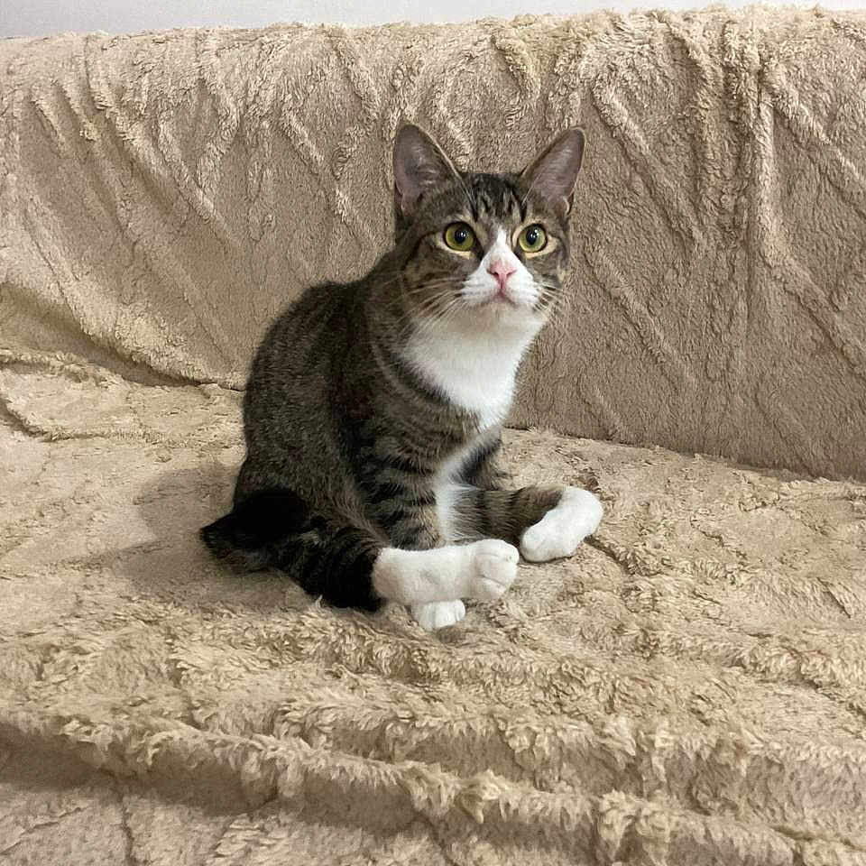 Lulu is registered to the contest to win money with this photo: alert, animal, blanket, cat, couch, cozy, curious, cute, domestic, ears, feline, fur, home, indoor, pet, sitting, tabby, texture, whiskers, white_paws