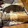 animal, bed, blanket, blanket_pattern, cat, companion, cozy, domestic_animal, feline, flooring, fur, gray_cat, household, indoor, pet, quiet, relaxing, resting, sleepy, wooden_floor