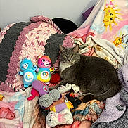 Faith joined the competition — help win amazing prizes! bedspread, blanket, cat, colorful, comfort, cozy, cute, decor, feline, gray_cat, home, indoor, pets, pink, plush_toys, purple, resting, soft_toys, stuffed_animals, yellow