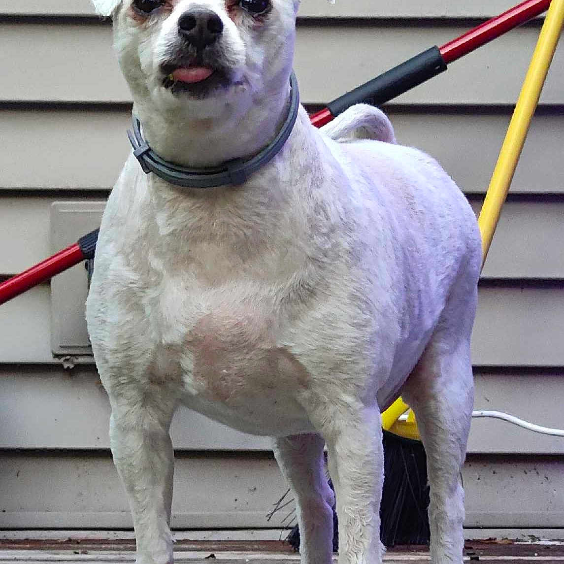 Lil Howie is registered to the contest to win money with this photo: alert, animal, broom, collar, companion, cute, deck, dog, domestic_animal, front_view, garden_tools, house_siding, outdoor, paw, pet, small_dog, standing, tongue_out, white_dog, wooden_deck