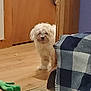 animal, carpet, curious, dog, door, floor, furniture, furry, green_toy, home, indoor, peeking, pet, plaid_blanket, room, small_dog, toy, white_dog, wood, wooden_floor