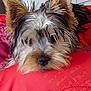 animal, bedroom, closeup, companion, cozy, cushion, cute, dog, domestic, ears, face, fur, furry, indoor, pet, portrait, red, relaxed, resting, snout