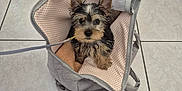 Appy a rejoint le concours — aidez-le/la à gagner de superbes lots ! puppy, dog, pet, bag, indoor, tiled_floor, cute, small_dog, leash, looking_up, wet_fur, adorable, canine, home, floor, animal, young_dog, domestic_animal, companion, cozy