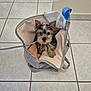 puppy, dog, pet, bag, indoor, tiled_floor, cute, small_dog, leash, looking_up, wet_fur, adorable, canine, home, floor, animal, young_dog, domestic_animal, companion, cozy