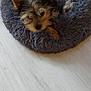 dog, pet_bed, toy, floor, indoor, small_dog, fluffy, cozy, relaxing, brown, black, ears, fur, cute, animal, home, comfort, resting, soft, stuffed_toy