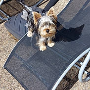 Appy participe au concours pour gagner de l'argent avec cette photo : dog, small_dog, lounge_chair, outdoor, sunlight, shadow, gravel, pet, curious, black_mesh, metal_frame, gourds, summer, furry, animal, domestic_animal, cute, ear, nose, tail