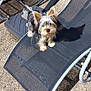 dog, small_dog, lounge_chair, outdoor, sunlight, shadow, gravel, pet, curious, black_mesh, metal_frame, gourds, summer, furry, animal, domestic_animal, cute, ear, nose, tail
