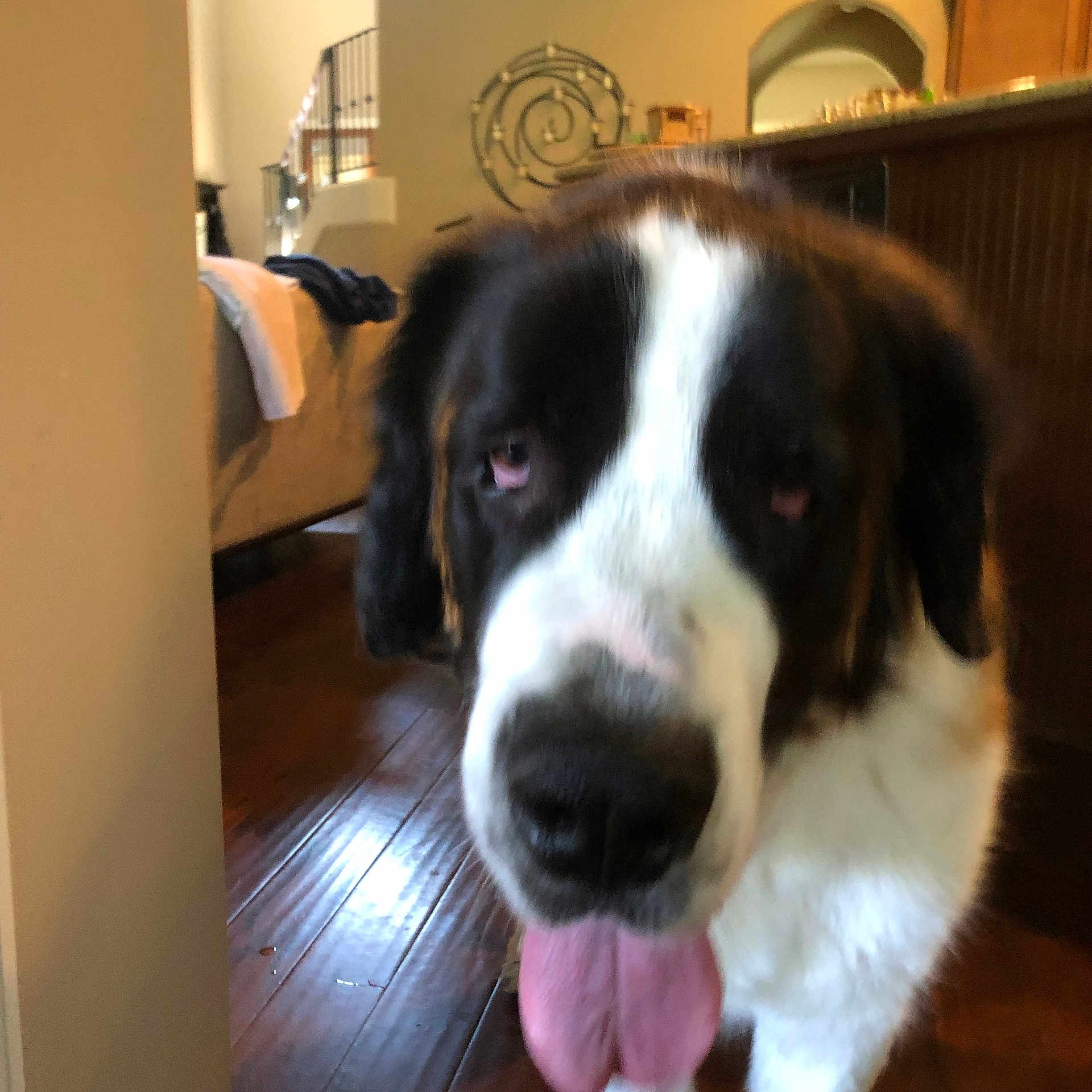 Hugo is registered to the contest to win money with this photo: dog, black_and_white, close_up, tongue, pink_tongue, floppy_ears, pet, animal, portrait, indoors, living_room, wooden_floor, furniture, home, cozy, looking_at_camera, funny, playful, standing, photography