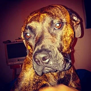 Juice is registered to the contest to win money with this photo: ancient_dog_breeds, carnivore, companion_dog, dog, dog_breed, dog_collar, ear, fawn, fur, liver, metal, night, pet_supply, sky, snout, sporting_group, square, television, whiskers, working_animal