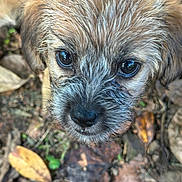 Max Locke joined the competition — help win amazing prizes! puppy, dog, close_up, fur, eyes, nose, outdoor, leaves, nature, curious, young, scruffy, brown, cute, animal, pet, portrait, ground, macro, adorable