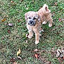 Max Locke is registered to the contest to win money with this photo: puppy, dog, grass, outdoor, nature, leaf, pet, animal, young_dog, fur, curly_tail, brown_fur, alert, standing, ground, autumn, canine, cute, small_dog, playful