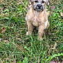 Max Locke is registered to the contest to win money with this photo: puppy, dog, grass, outdoor, pet, young, cute, animal, fur, sitting, nature, leaf, green, canine, small, adorable, eyes, portrait, mammal, friendly
