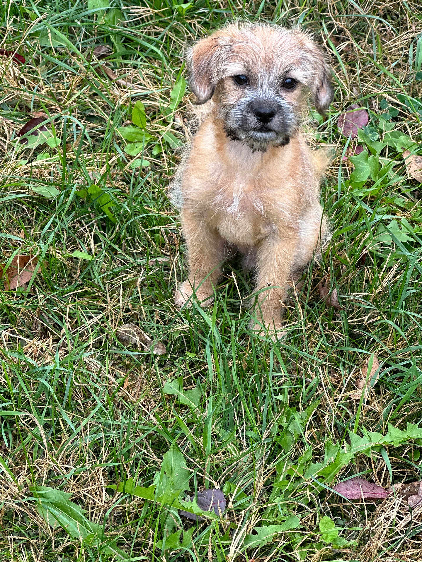 Max Locke is registered to the contest to win money with this photo: puppy, dog, grass, outdoor, pet, young, cute, animal, fur, sitting, nature, leaf, green, canine, small, adorable, eyes, portrait, mammal, friendly
