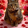 cat, tabby_cat, rose_petals, roses, candles, heart_bokeh, romantic, pet, animal, feline, whiskers, collar, indoor, close_up, portrait, cute, soft_lighting, decor, love_theme, background_blur