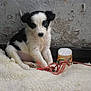 Jonah participe au concours pour gagner de l'argent avec cette photo : australian_shepherd, border_collie, canidae, carnivore, companion_dog, dog, dog_breed, herding_dog, mammal, miniature_australian_shepherd, puppy, rare_breed_dog, sporting_group, street_dog, tornjak, vertebrate