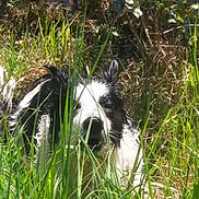 Jonah a rejoint le concours — aidez-le/la à gagner de superbes lots ! border_collie, canidae, carnivore, grass, grass_family, plant, plant_community, skunk, sporting_group