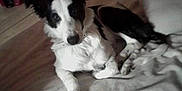 Jonah a rejoint le concours — aidez-le/la à gagner de superbes lots ! canidae, carnivore, companion_dog, dog, dog_breed, mammal, papillon, puppy, spaniel, sporting_group, toy_dog, vertebrate