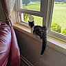cat, windowsill, window, curtain, couch, leather, indoor, sunlight, greenery, grass, tree, furniture, pet, animal, home, daylight, looking_out, patterned_fur, relaxing, quiet