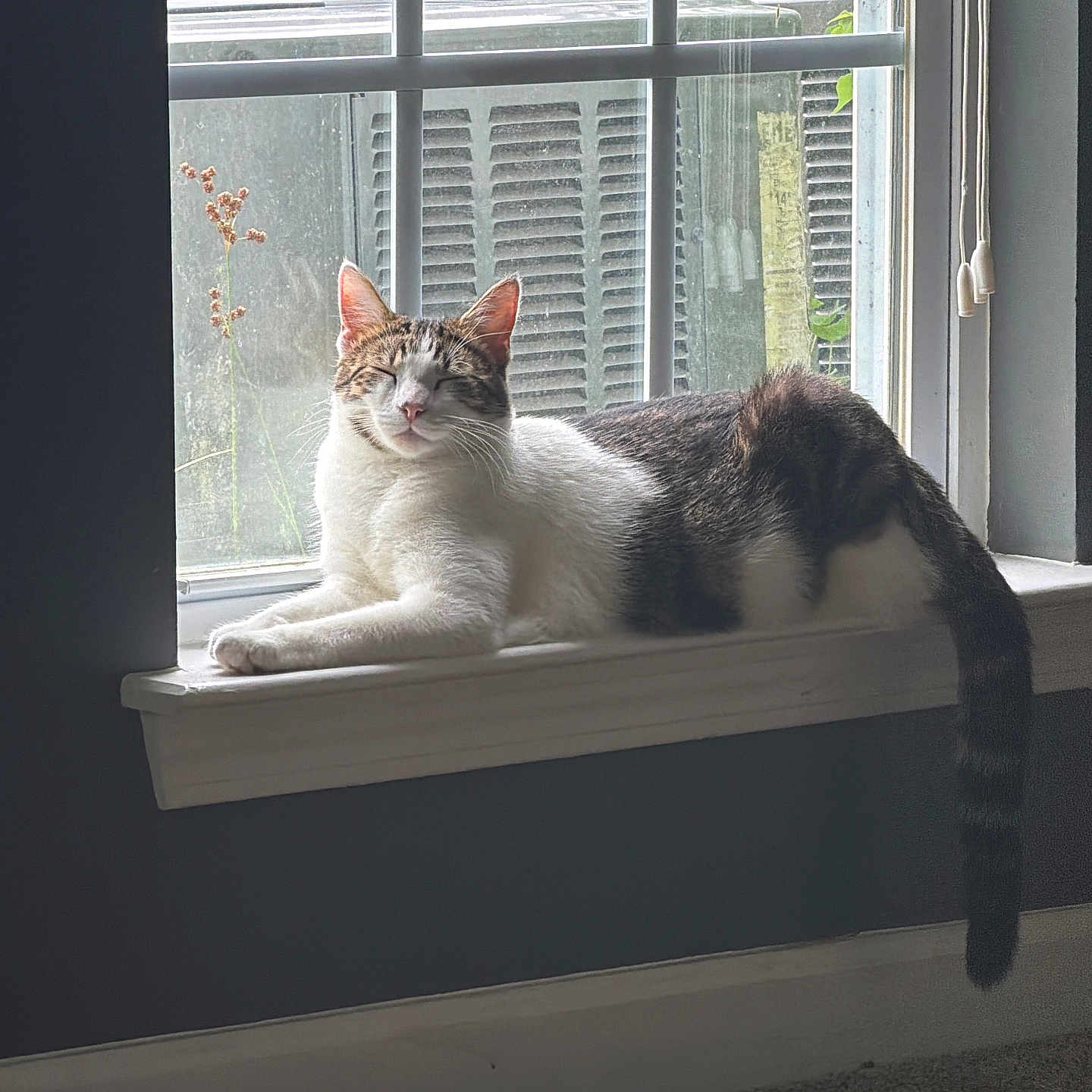 Blanca is registered to the contest to win money with this photo: cat, windowsill, indoor, relaxed, sunlight, white, brown, tabby, animal, pet, feline, tail, window, glass, carpet, wall, leaf, nature, daylight, resting