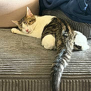 Blanca is registered to the contest to win money with this photo: cat, tabby, sleeping, couch, blanket, indoor, pet, feline, cozy, resting, fur, tail, comfort, animal, home, relaxation, soft, texture, pillow, nap