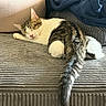 cat, tabby, sleeping, couch, blanket, indoor, pet, feline, cozy, resting, fur, tail, comfort, animal, home, relaxation, soft, texture, pillow, nap
