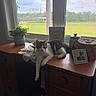 Blanca is registered to the contest to win money with this photo: cat, wooden_desk, lace_doyly, potted_plant, window, green_field, decor, natural_light, indoor, relaxed_cat, feline, home_interior, plant_pot, tabletop, daylight, resting_cat, animal, quiet, peaceful, vintage_decor