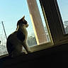 Blanca is registered to the contest to win money with this photo: cat, window, sunlight, silhouette, sky, animal, indoor, windowsill, daylight, pet, feline, quiet, reflection, nature, looking_out, calm, side_view, house, screen, peaceful